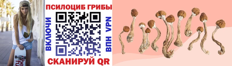 Галлюциногенные грибы Psilocybine cubensis  Алексин 